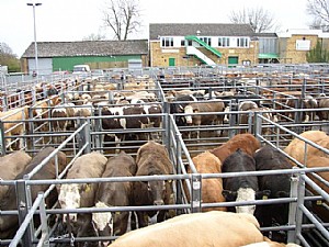 cattlemens livestock auction market lakeland fl