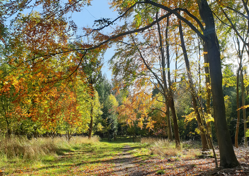 Bernwood Forest Walking