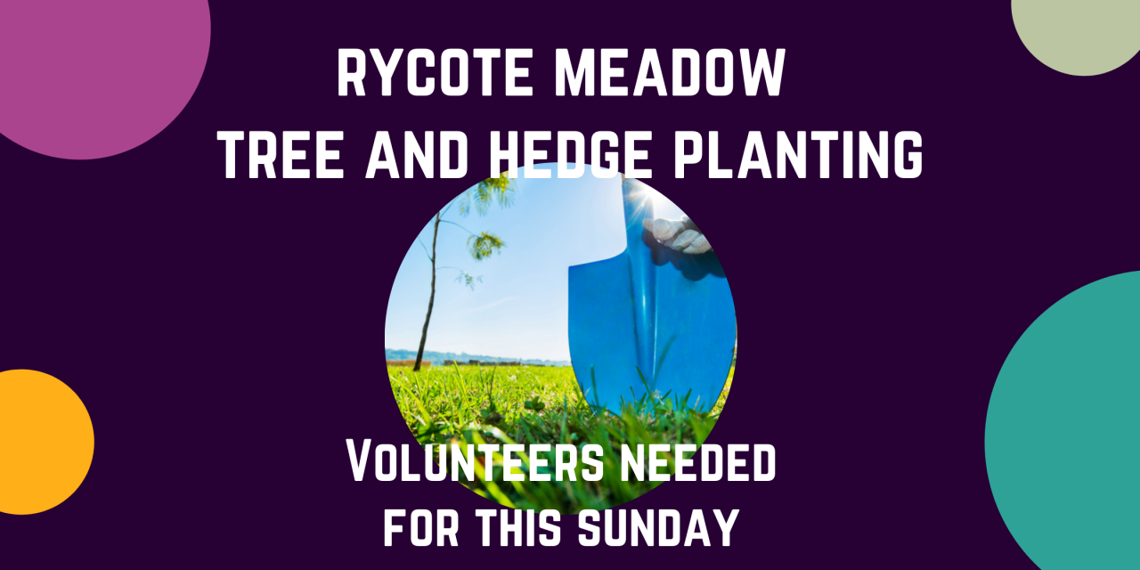 Rycote meadow tree and hedge planting volunteers needed for this Sunday