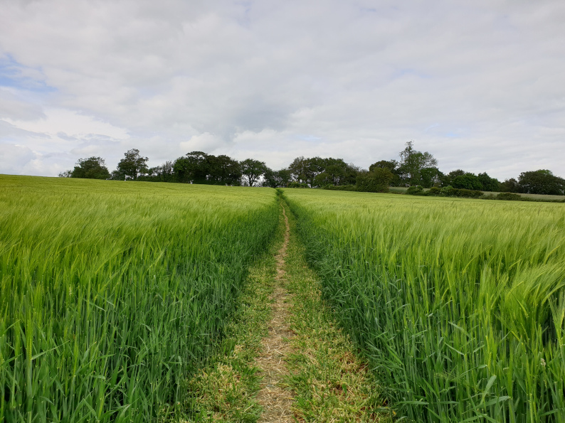 Thame footpaths for walking