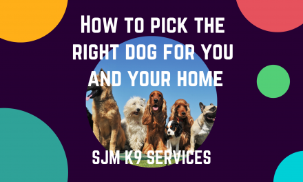 How to pick the right dog for your family to avoid future challenges