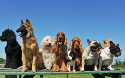 How to pick the right dog - Thame net