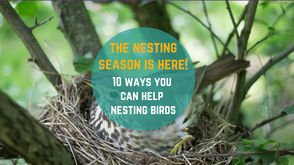 10 ways you can help nesting birds Discover Thame