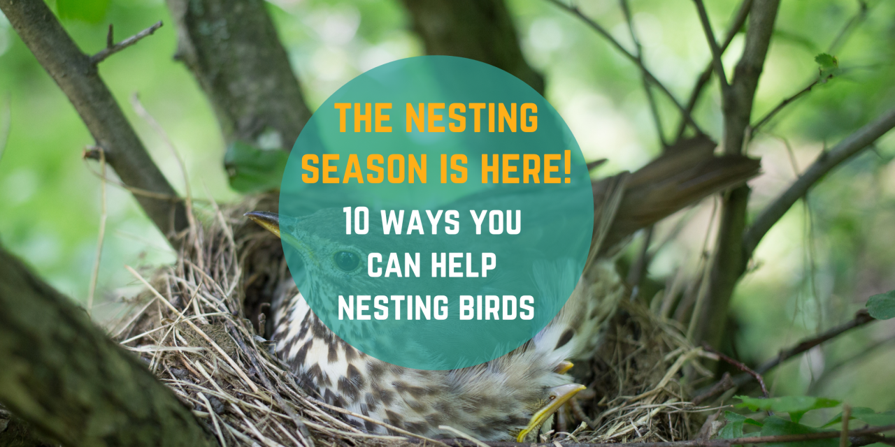 10 ways you can help nesting birds