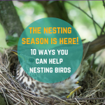 10 ways you can help nesting birds