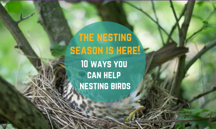 10 ways you can help nesting birds