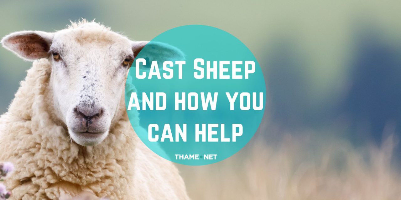 Cast Sheep and how you can help