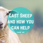 Cast Sheep and how you can help