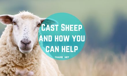 Cast Sheep and how you can help