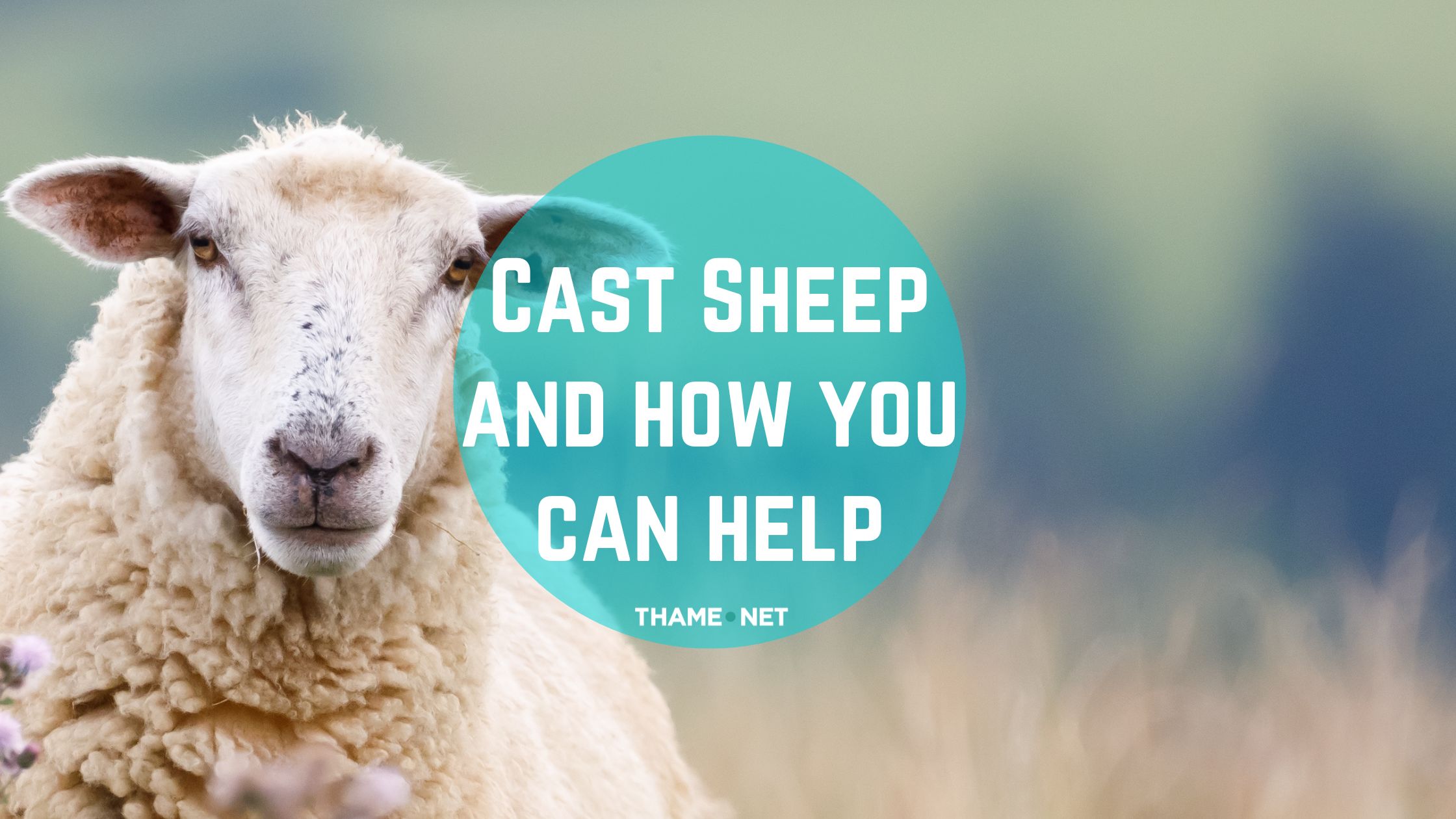 Cast sheep and how you can help discover thame thame