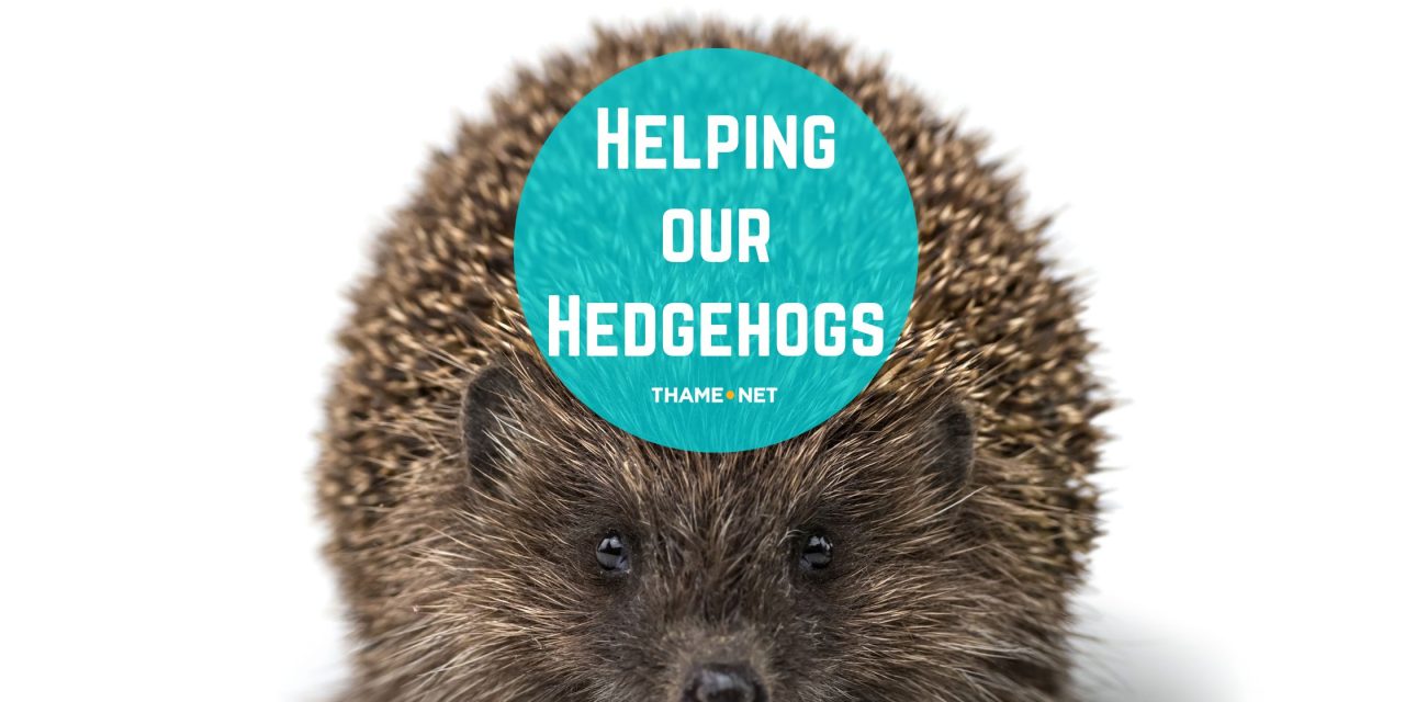 Helping our Hedgehogs