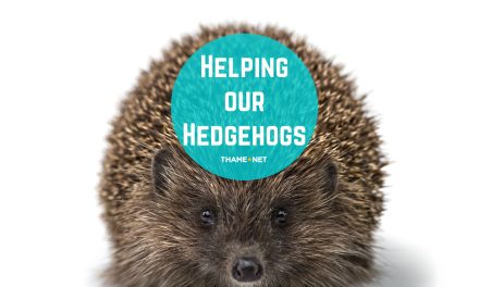 Helping our Hedgehogs