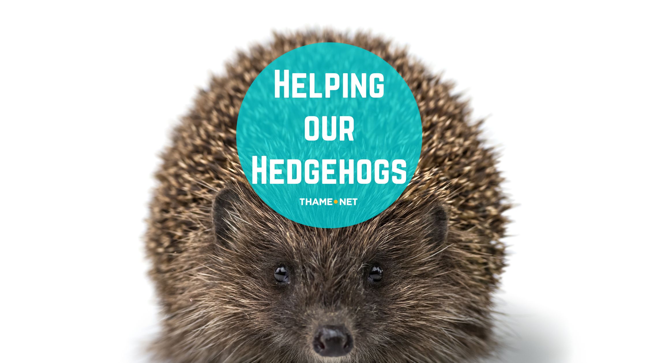 Helping our Hedgehogs Discover Thame
