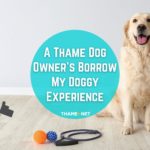 Borrow My Doggy Experience