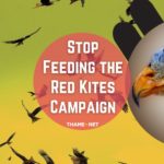 Red Kite Campaign