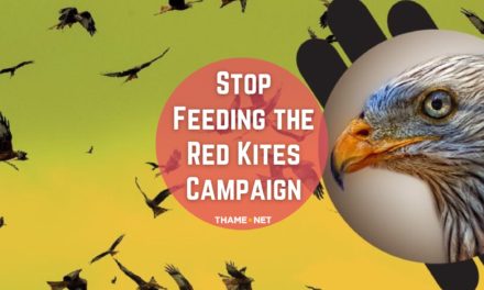 Red Kite Campaign