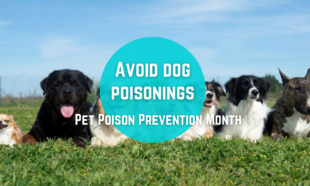 Avoid dog poisoning through awareness and care