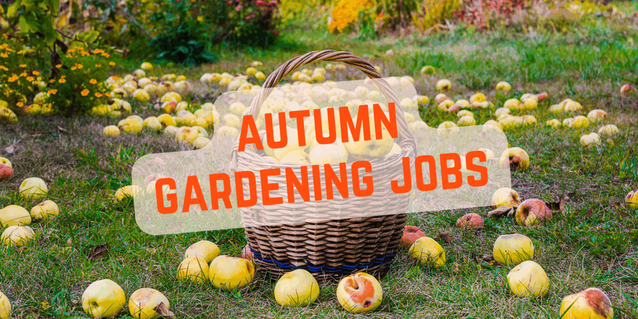 Top jobs in the garden this autumn
