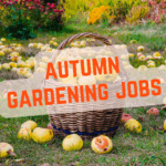Top jobs in the garden this autumn