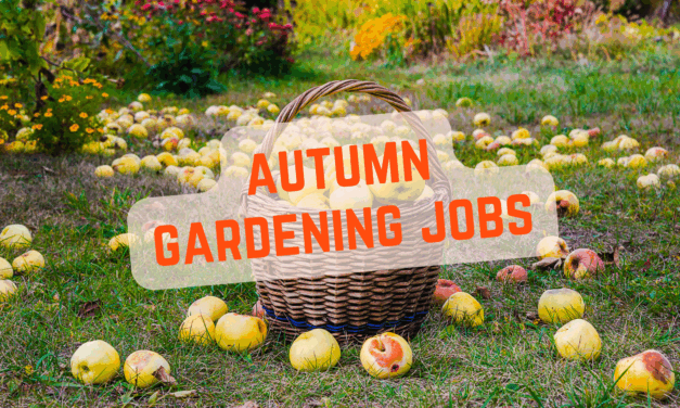 Top jobs in the garden this autumn