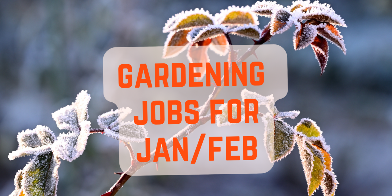 Jobs for the garden this january and february