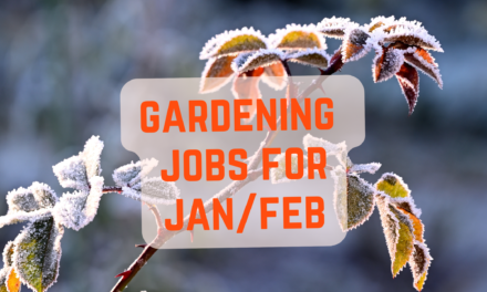 Jobs for the garden this january and february