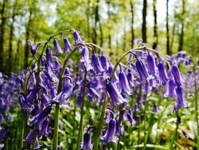 bluebells (400x302)