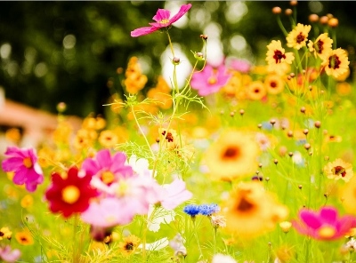 flowers (400x296)