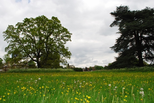 A view of the meadow ear-marked for new housing at The Elms