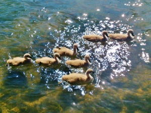 swans_bibury2014