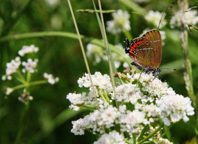 Black hairstreak butterfly- Photo by Stacey Doran