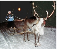 reindeer me (230x197)