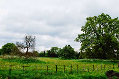Meadow land at 'The Elms'  where a development of 37 new homes is proposed