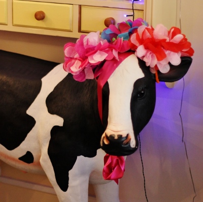  Brian the bull calf looking pretty in pink, safely inside at Lotte's Kitchen in Chinnor