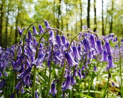 bluebells (400x319)