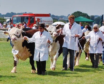 Thame_show_2011_cattle (400x325)