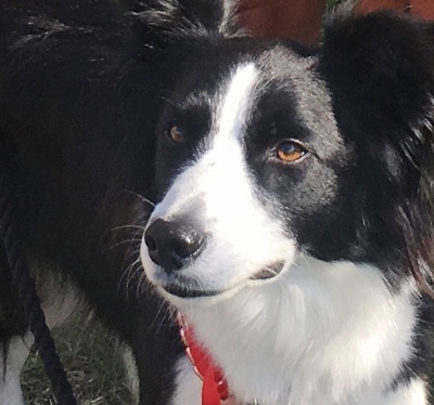 Meg, the Border Collier who won the dog show