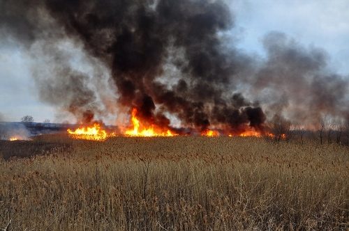 grass_fire (500x332)